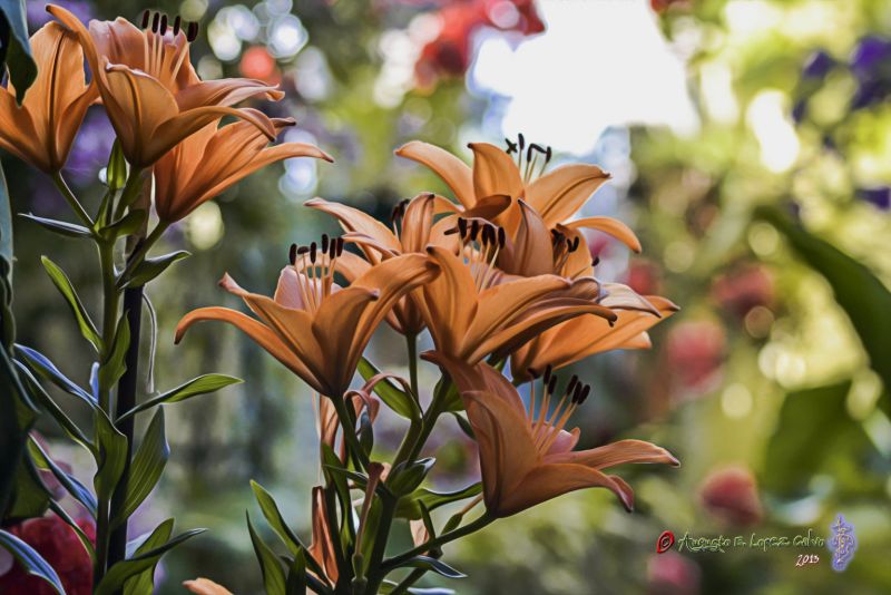 Flores en mi Pandora  Reducc.jpg